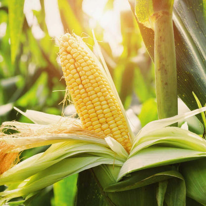 Sweet Corn Seeds