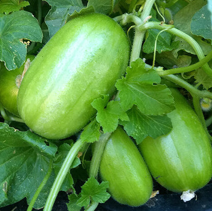 Sweet Cucumber Melon Seeds