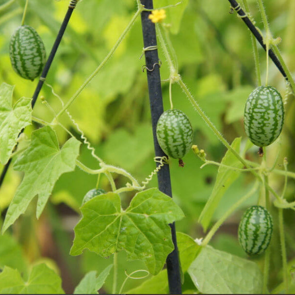 Sweet Cucumber Melon Seeds