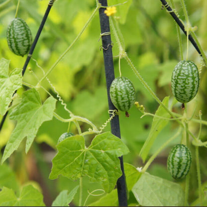 Sweet Cucumber Melon Seeds