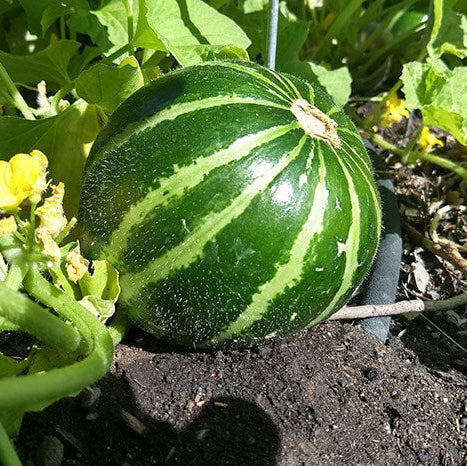 Sweet Cucumber Melon Seeds