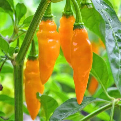 Sweet Datil Pepper Seeds 