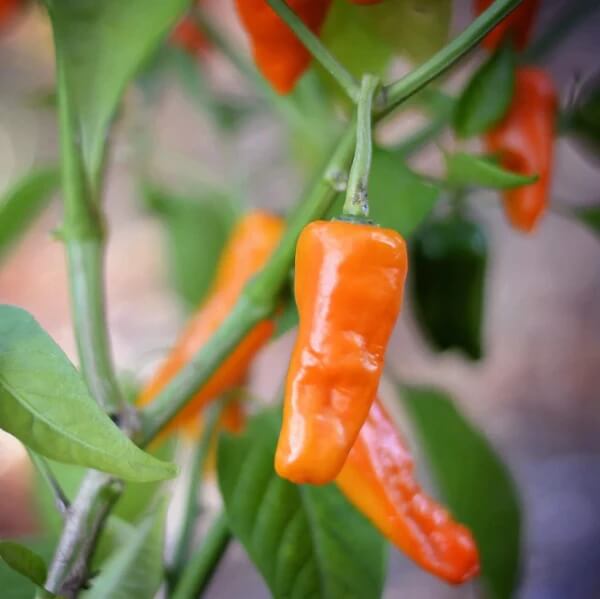 Sweet Datil Pepper Seeds 