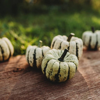Sweet Dumpling Squash Seeds - Vegetable Plant