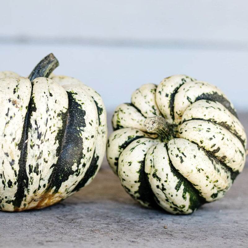 Sweet Dumpling Squash Seeds - Vegetable Plant
