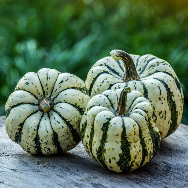 Sweet Dumpling Squash Seeds - Vegetable Plant