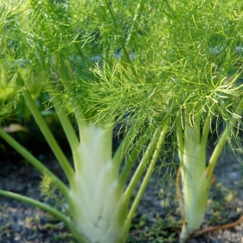 Sweet Fennel Seeds - Herbal Plant