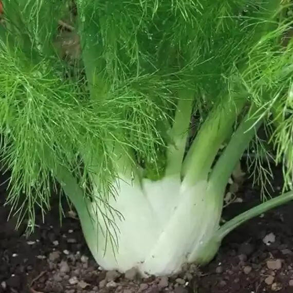 Sweet Fennel Seeds - Herbal Plant