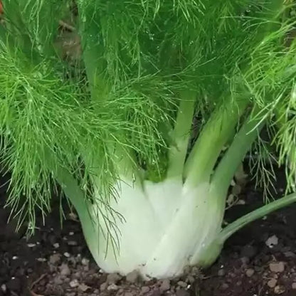 Sweet Fennel Seeds - Herbal Plant