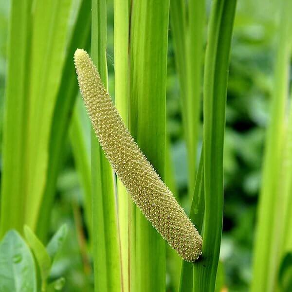 Sweet Flag Seeds - Ornamental Grass Seeds for Home Gardens