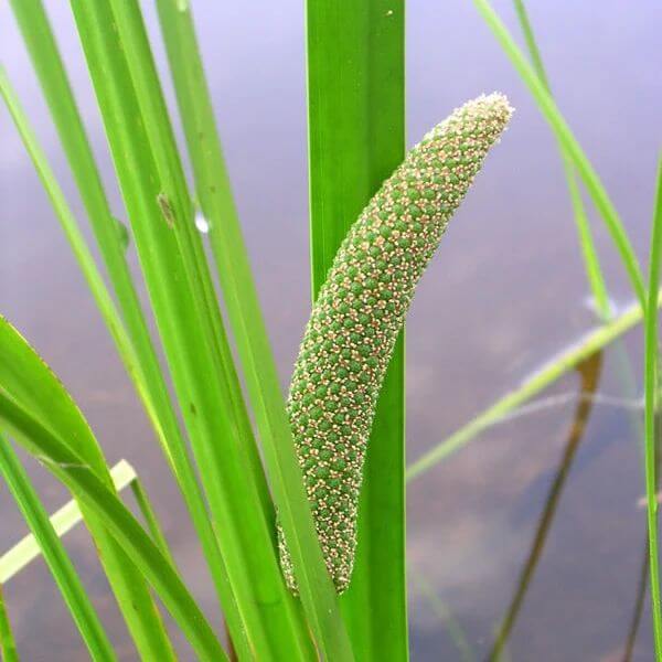 Sweet Flag Seeds - Ornamental Grass Seeds for Home Gardens