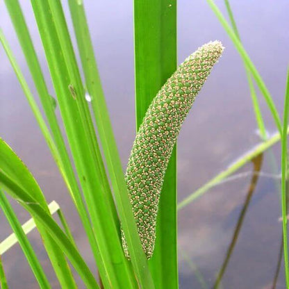 Sweet Flag Seeds - Ornamental Grass Seeds for Home Gardens