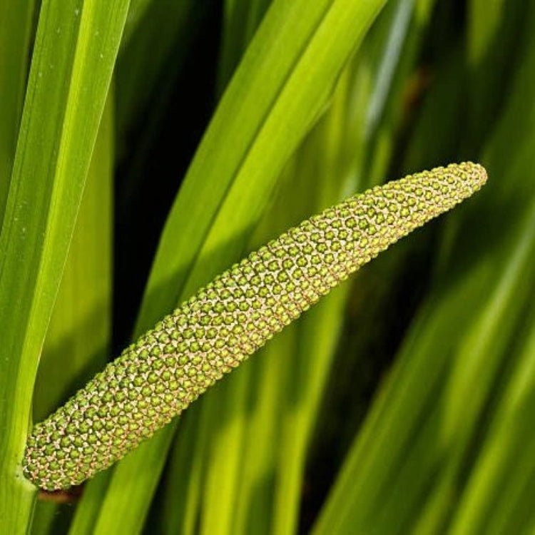 Sweet Flag Seeds - Ornamental Grass Seeds for Home Gardens