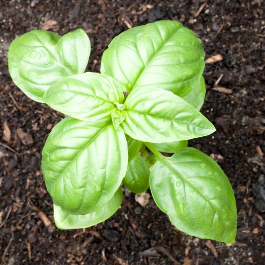 Sweet Genovese Basil Seeds - Herbal Plant