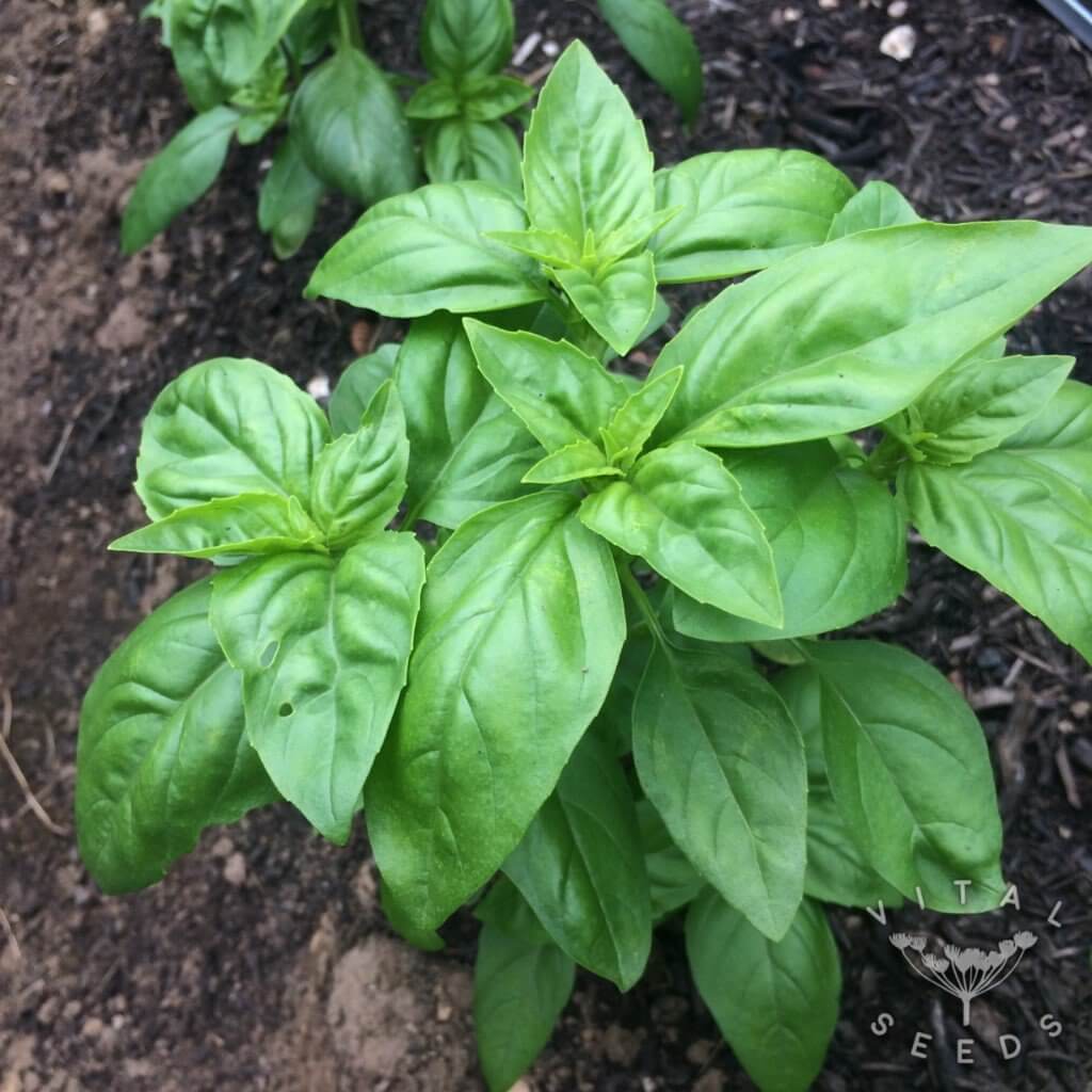 Sweet Genovese Basil Seeds - Herbal Plant