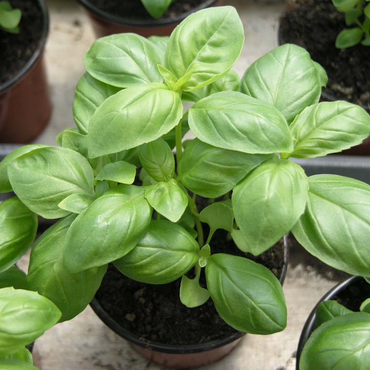 Sweet Genovese Basil Seeds - Herbal Plant