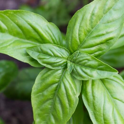 Sweet Genovese Basil Seeds - Herbal Plant