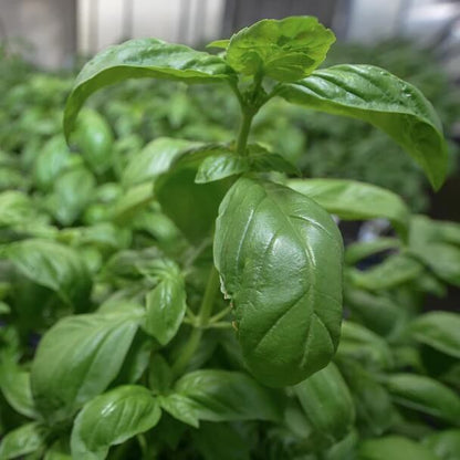 Sweet Genovese Basil Seeds - Herbal Plant