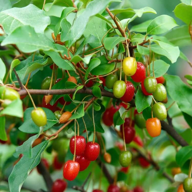 Sweet Goumi Berry seeds