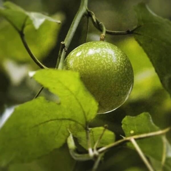 Sweet Granadilla Seeds 