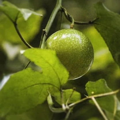 Sweet Granadilla Seeds 