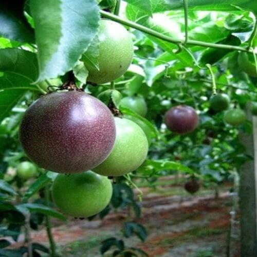 Sweet Granadilla Seeds 