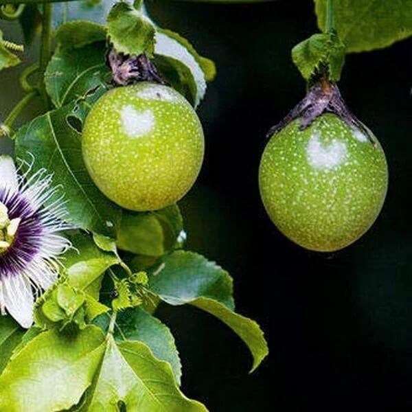 Sweet Granadilla Seeds 
