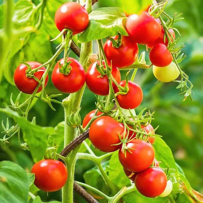 Sweet Grape Tomato seeds