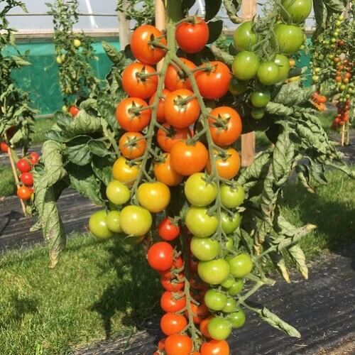 Sweet Grape Tomato seeds