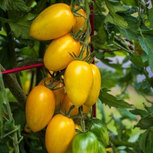 Sweet Grape Tomato seeds