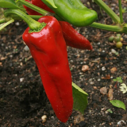 Sweet Gypsy Pepper Seeds - Vegetable Plant