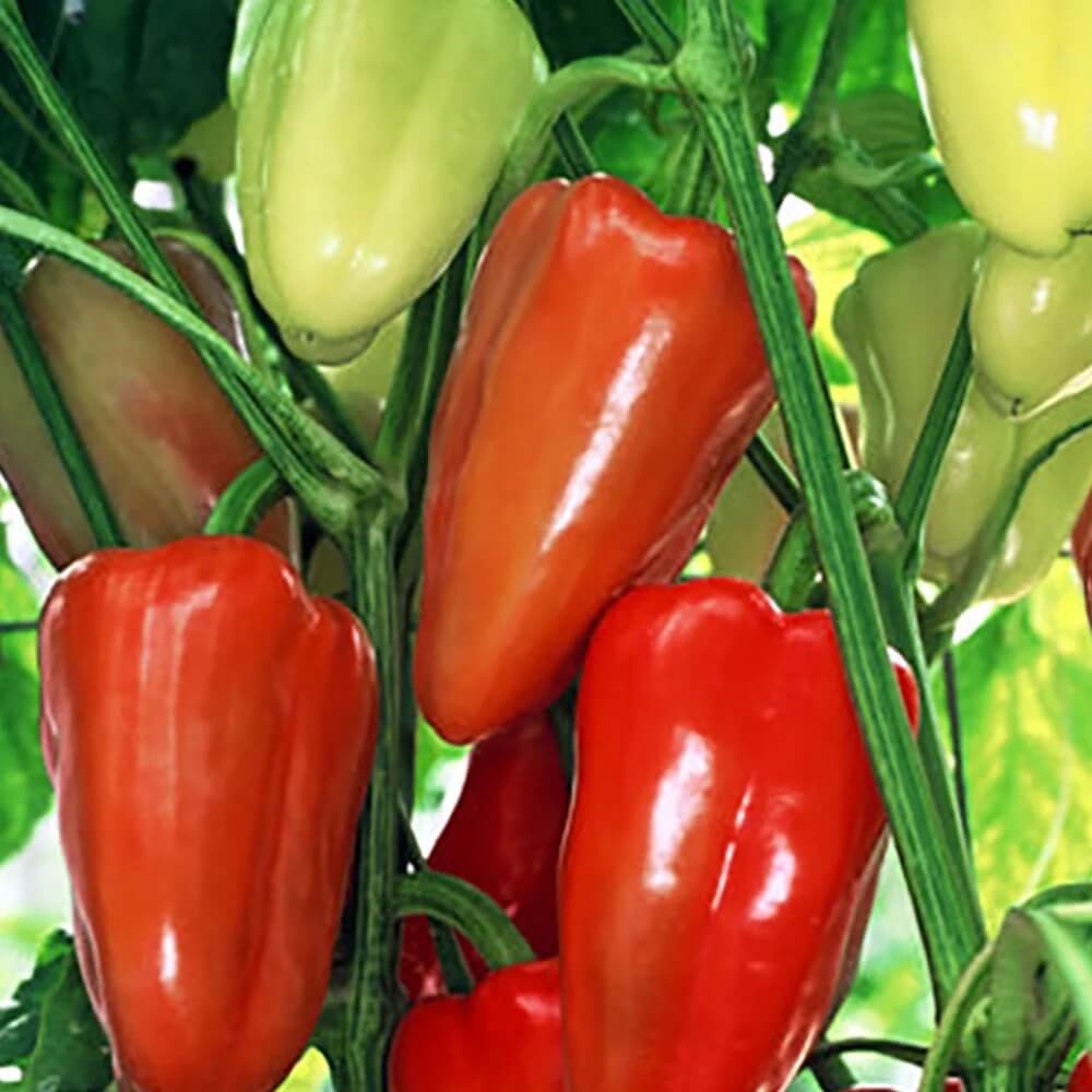 Sweet Gypsy Pepper Seeds - Vegetable Plant