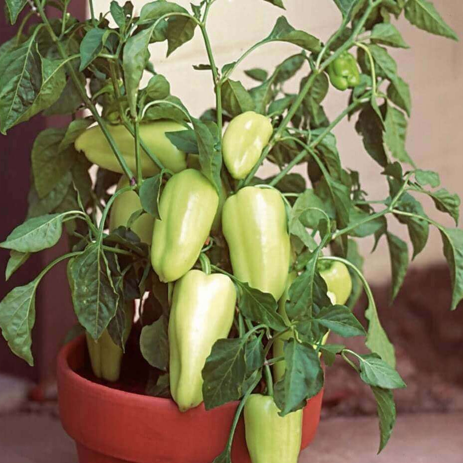 Sweet Gypsy Pepper Seeds - Vegetable Plant