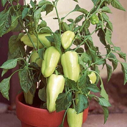 Sweet Gypsy Pepper Seeds - Vegetable Plant