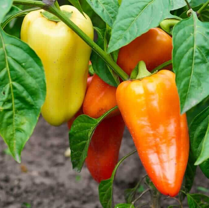 Sweet Gypsy Pepper Seeds - Vegetable Plant