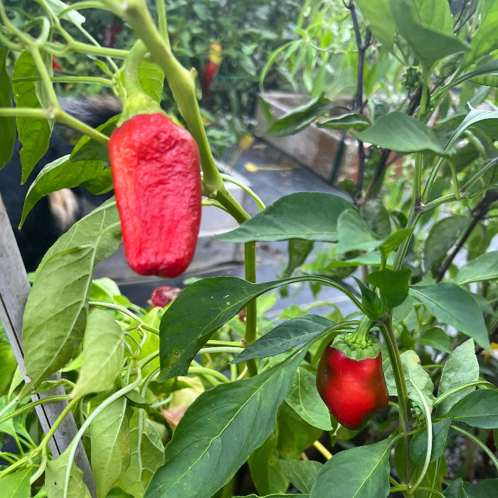 Sweet Hungarian Paprika Seeds