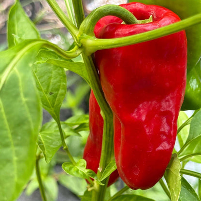 Sweet Hungarian Paprika Seeds