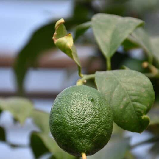 Sweet Lime Seeds 