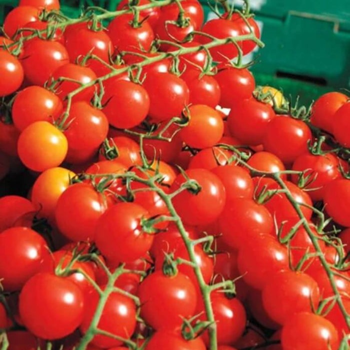 Sweet Million Tomato Seeds - Vegetable Plant