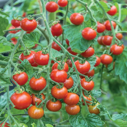 Sweet Million Tomato Seeds - Vegetable Plant