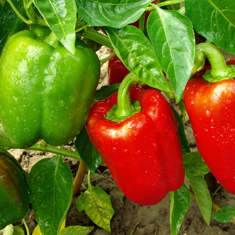 Sweet Mixed Bell Pepper Seeds