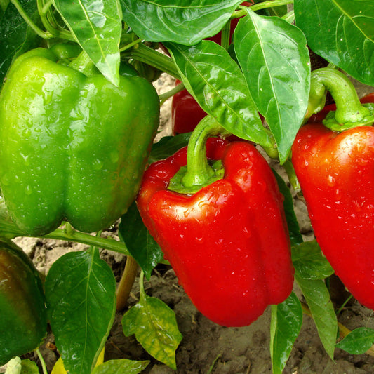 Sweet Mixed Bell Pepper Seeds
