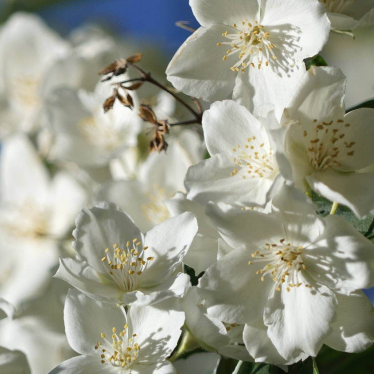 Sweet Mock Orange seeds