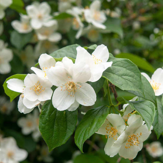 Sweet Mock Orange seeds