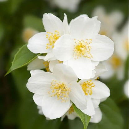 Sweet Mock Orange seeds