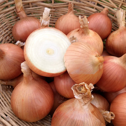 Sweet Onion Seeds 