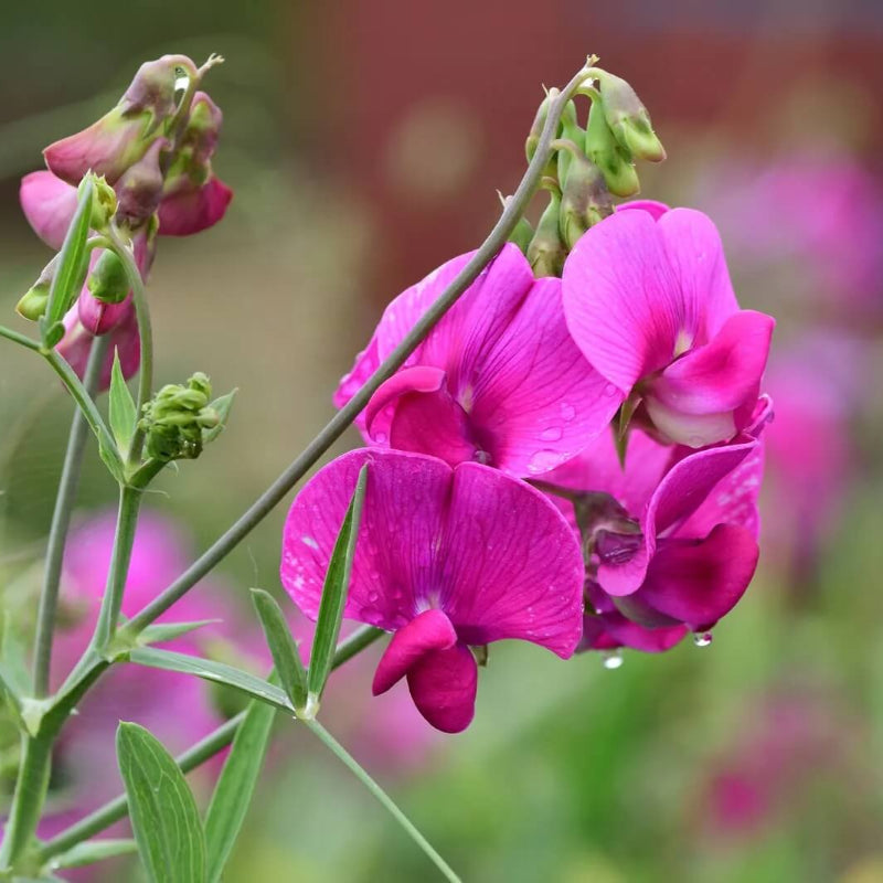 Sweet Pea Seeds
