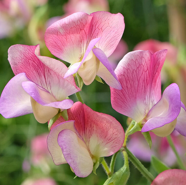 Sweet Pea Seeds