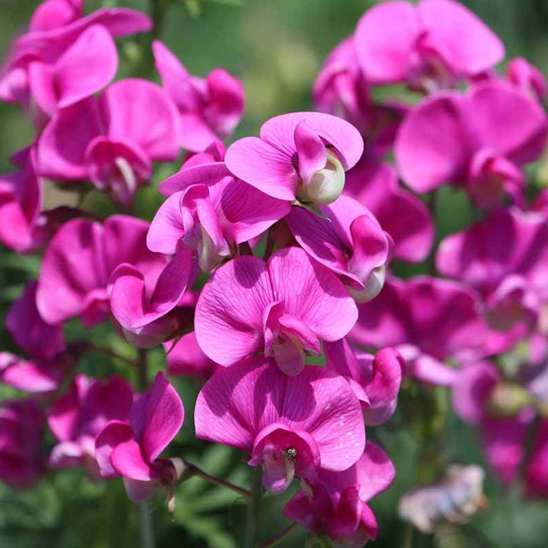Sweet Pea Seeds