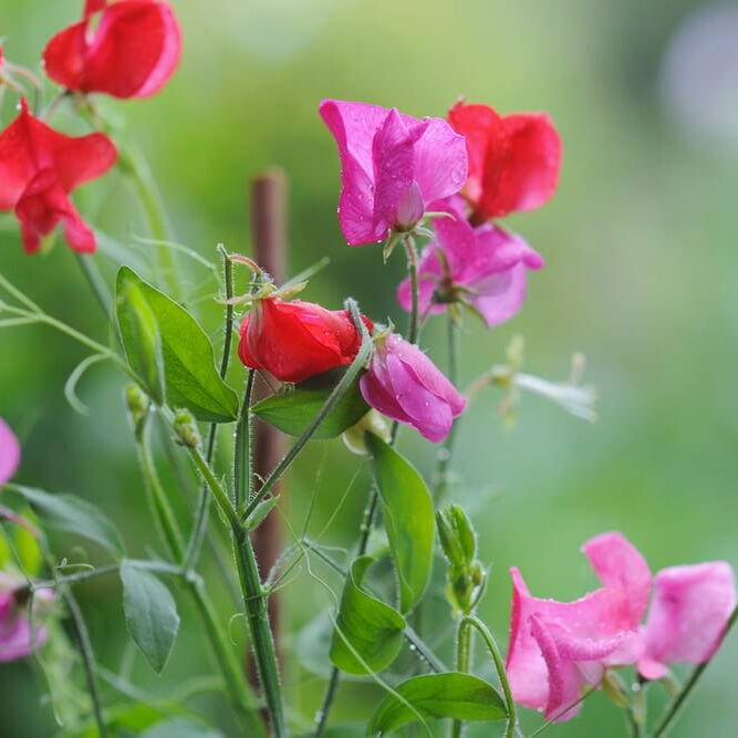 Sweet Pea Seeds